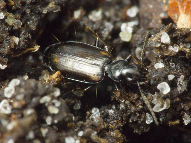 Syntomus obscuroguttatus (Duftschmid, 1812)